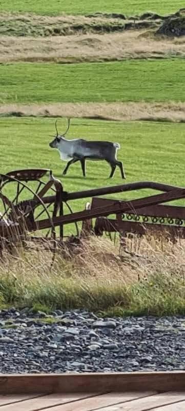 Guesthouse Stekkatun Skálafell Dış mekan fotoğraf